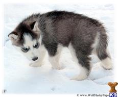 wolf dog puppy posted by Wolf Husky Pups
